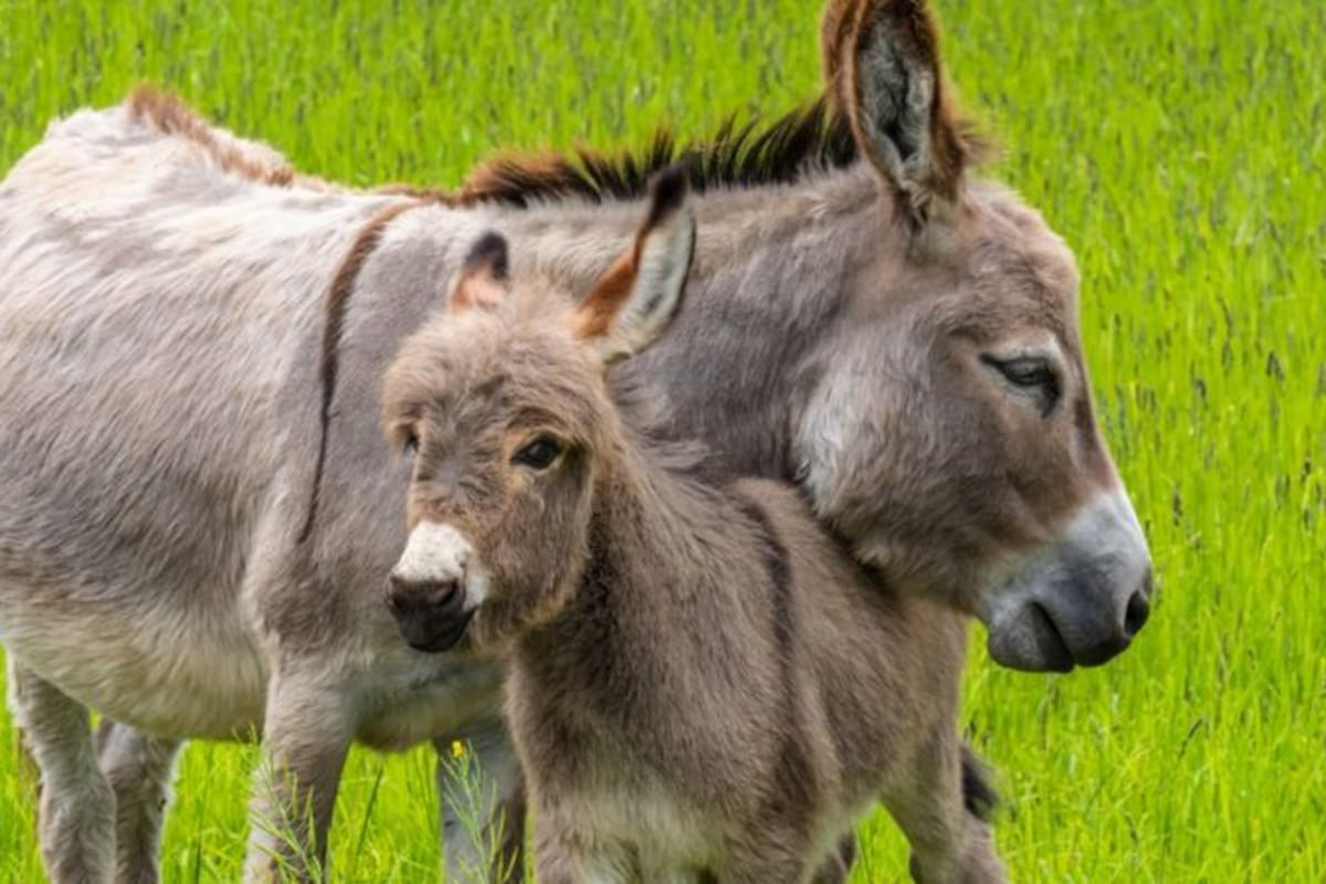 Los arqueólogos han hecho un descubrimiento que está ayudando a reescribir mucho de lo que sabemos sobre los burros.