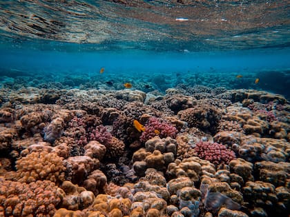 Los arrecifes de coral de Florida tienen un gran valor ecosistémico y económico