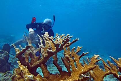 Los arrecifes de coral desempeñan un papel vital en la salud general del planeta