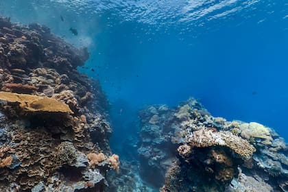 Los arrecifes de coral son una de las mayores atracciones turísticas de Palaos.