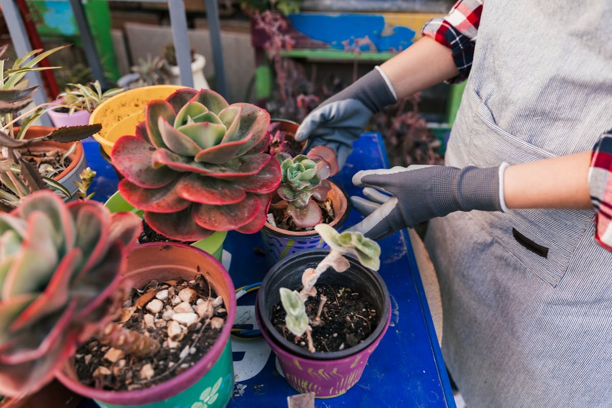 Los aspectos clave para que las suculentas se vean increíbles