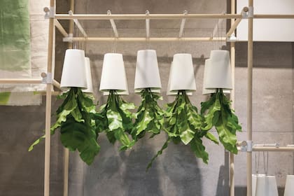 Los asplenium son la especie que se usó en este recurso decorativo tan original. Las macetas tienen una rejilla que impiden que se caigan la tierra y el agua. Crédito: Estudio Tacadi. Paisajismo: Galydel Díaz Burone gdblandarg@gmail.com