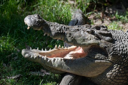 Los ataques de cocodrilo a humanos son frecuentes en algunas poblaciones de África y Asia