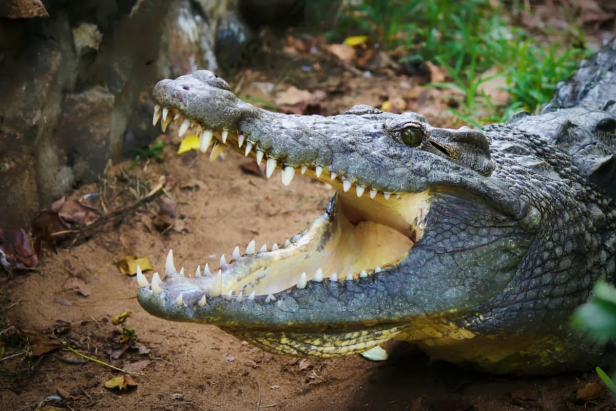 Los ataques de cocodrilo a humanos son frecuentes en algunas poblaciones de África y Asia