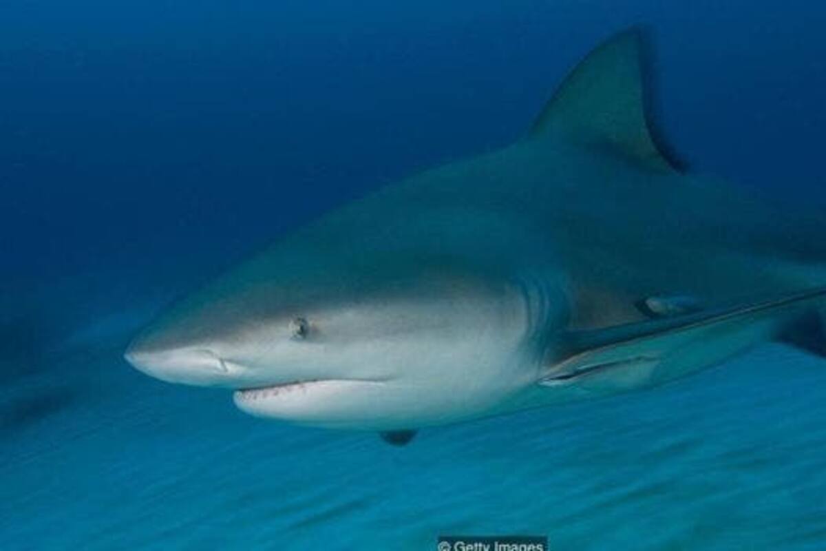 Los ataques de tiburones toro son muy frecuentes en esa zona de Florida, Estados Unidos