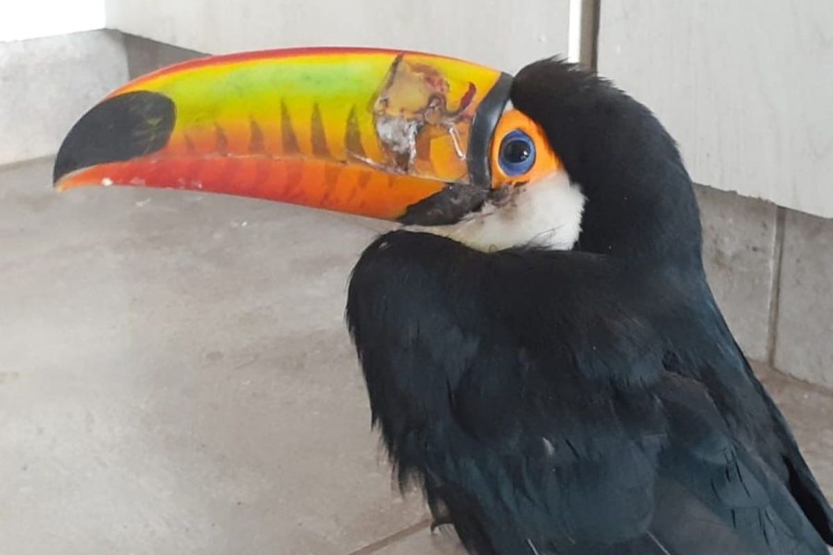 Los ataques se produjeron en la capital jujeña, donde los pájaros fueron víctimas de perdigones, gomeras y rifles de arie comprimido
