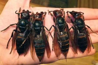 Los avispones asesinos son la nueva preocupación de los apicultores y los expertos de la comunidad científica