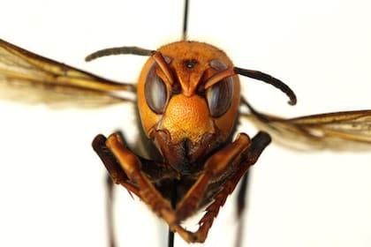 El avispón asiático gigante, la especie tan temida