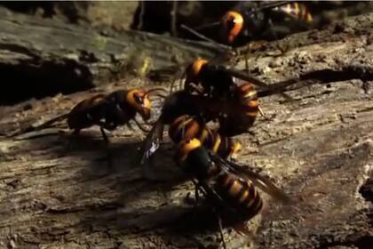 Los avispones gigantes son una especie temida en el sudeste asiático (Smithsonian)