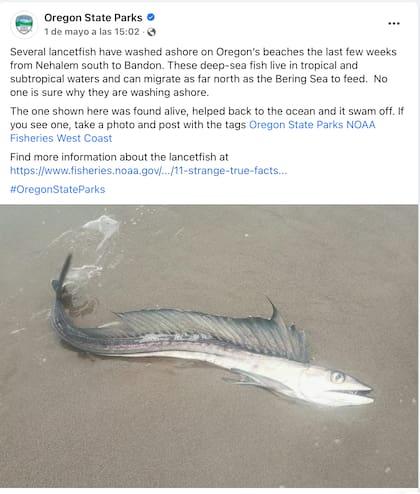 Los avistamientos de estos peces se han vuelto más frecuentes en la costa de Oregon, en EE.UU.