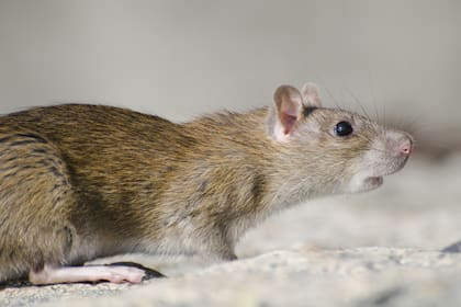 Los avistamientos de ratas aumentan en primavera por el calor y la mayor actividad urbana