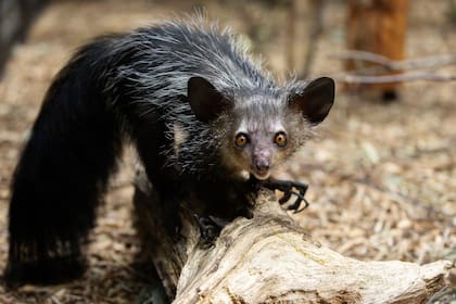 Los aye-aye son una especie que pertenece a la familia de los primates
