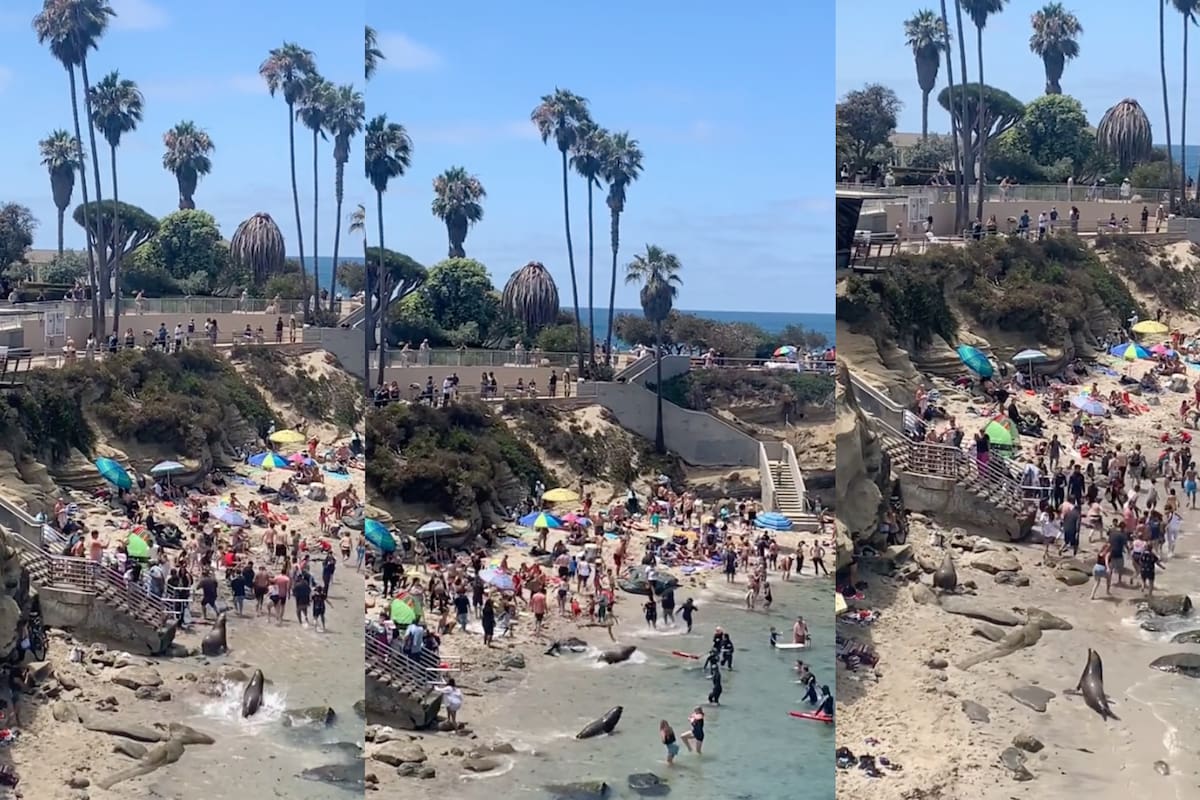 Los bañistas tuvieron un encuentro cercano con los lobos marinos en una playa de Estados Unidos