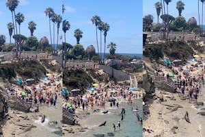Los bañistas tuvieron un encuentro cercano con los lobos marinos en una playa de Estados Unidos