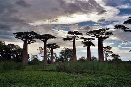 Los baobabs pueden vivir hasta 6000 años, pero los más longevos están comenzando a morir en forma masiva