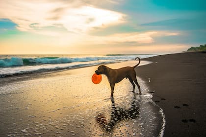 Los bebederos portátiles son una buena opción para mantener hidratados a los perros durante sus caminatas