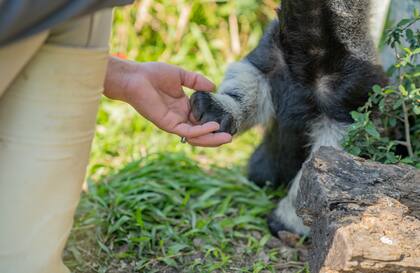 Los bebés de oso se alimentan con leche deslactosada.