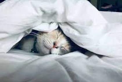 Los beneficios de dormir con un gato son mutuos