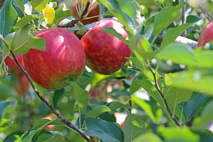 Los beneficios de esta fruta se extienden hasta los huesos, ya que su alto contenido de potasio y calcio ayuda a prevenir la pérdida osea