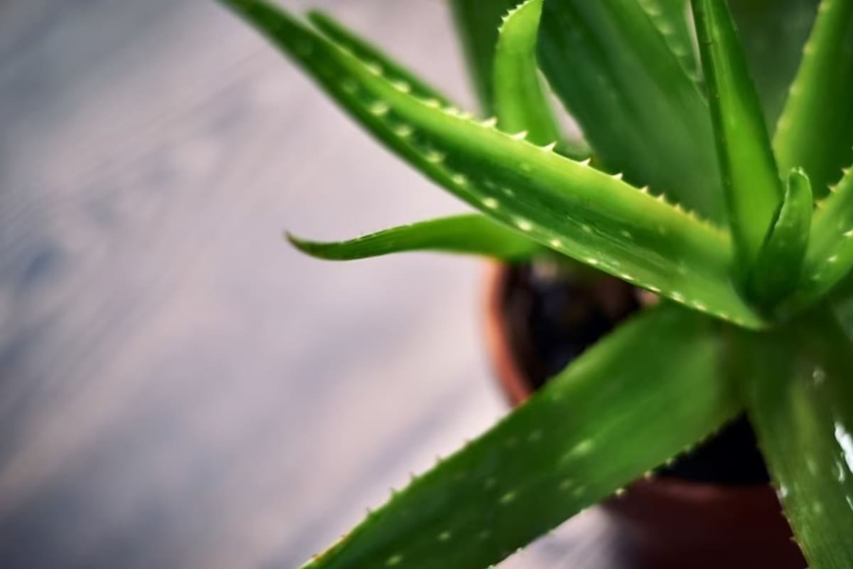 Los beneficios de tener una planta de aloe vera en casa son múltiples