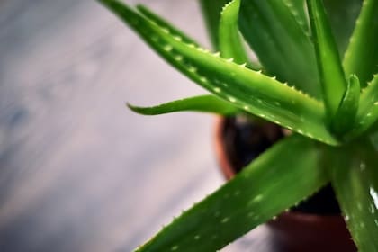 Los beneficios de tener una planta de aloe vera en casa son múltiples