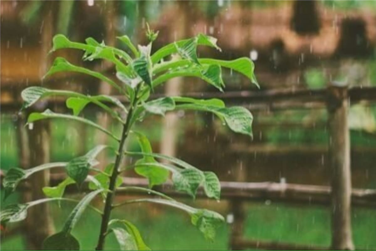 Los beneficios del agua de lluvia para nuestra alimentación