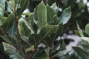 Los beneficios del laurel son varios (Foto: Pexels)