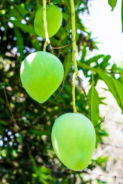 Los beneficios del mango africano están relacionados con la perdida de peso y una disminución de la fatiga corporal