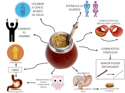 Los beneficios en la salud, tendencias y las claves para cebar el mejor mate