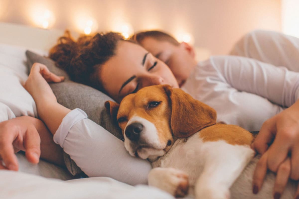 Los beneficios y problemas de dormir con perros y gatos