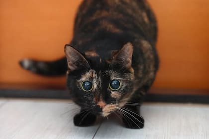 Los bigotes cumplen una función sensorial para los gatos (Foto Pexels)