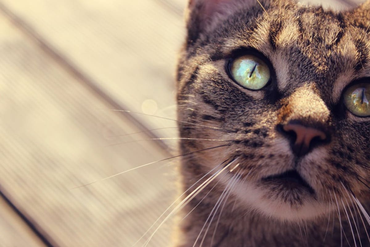 Los bigotes cumplen una importante función en los gatos (Foto Pexels)