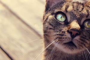 Los bigotes cumplen una importante función en los gatos (Foto Pexels)