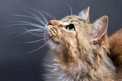 Los bigotes de los gatos son receptores nerviosos que los ayudan a percibir el entorno