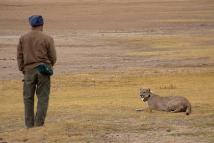 Los biólogos buscan tener encuentros diarios con los pumas para ir habituándolos a la presencia humana