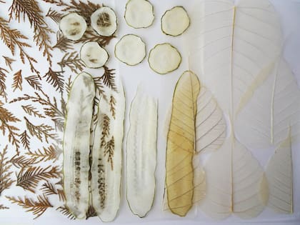 Los bioplásticos de Agostina Laurenzano