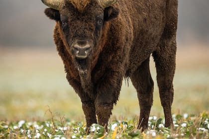 Los bisontes buscan atravesar las tormentas lo más rápido posible