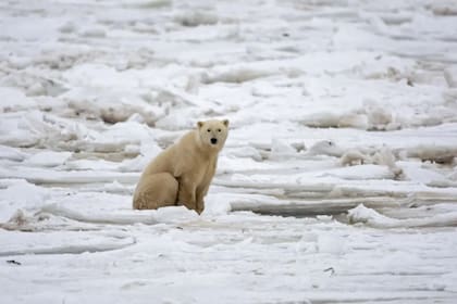 Los bloques de hielo flotante en el océano son fundamental para la alimentación del oso polar, que podría extinguirse antes del final del siglo