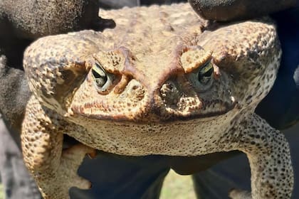 Los bomberos de Granadero Baigorria capturaron al espécimen