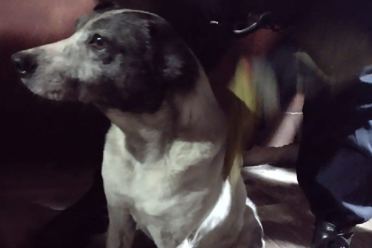 Los bomberos lograron salvar al perro