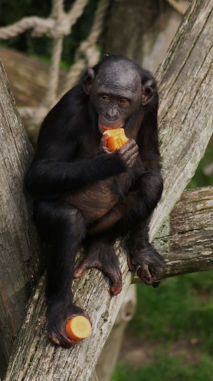 Los bonobos demostraron ser capaces de asociar palabras con lexigramas