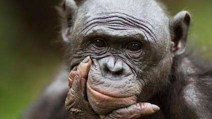 Los bonobos, parientes más cercanos de la humanidad, a veces ofrecen regalos a otros bonobos que son miembros de grupos diferentes.