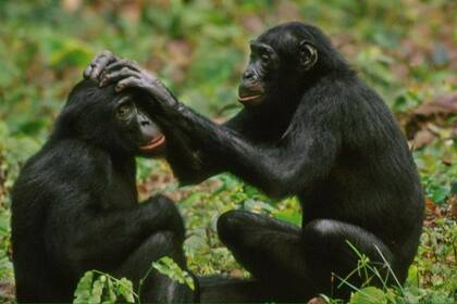 Los bonobos y su resolución de conflictos (Mint Images - Frans Lanting / Getty)