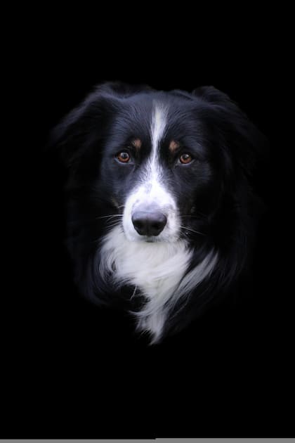 Los Border Collie tienen una predisposición genética a ser más nerviosos y sensibles