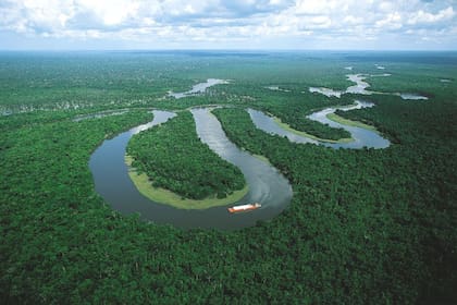 Los bosques cubren más del 30% de la superficie terrestre de la Tierra y los tropicales albergan entre 50% y 90% de las especies terrestres