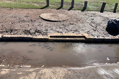 Los bosques de Palermo fueron uno de los sitios donde se visualizaron los peces (Gentileza LN+)