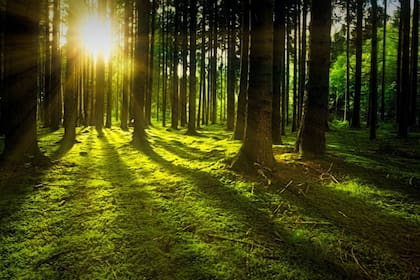 Los bosques evitan de forma significativa las emisiones de gases de efecto invernadero