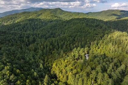 Los bosques facilitan la construcción de refugios improvisados y brindan un suministro adicional de recursos naturales (Archivo)