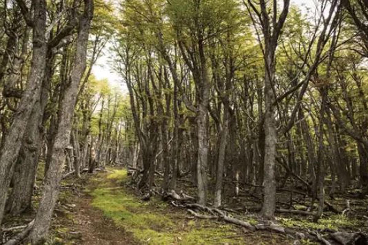 Los bosques nativos ayudan a preservar la biodiversidad