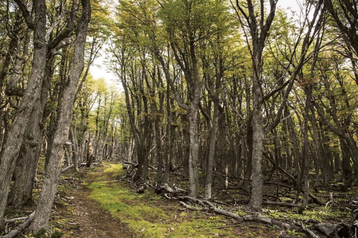 Los bosques nativos ayudan a preservar la biodiversidad